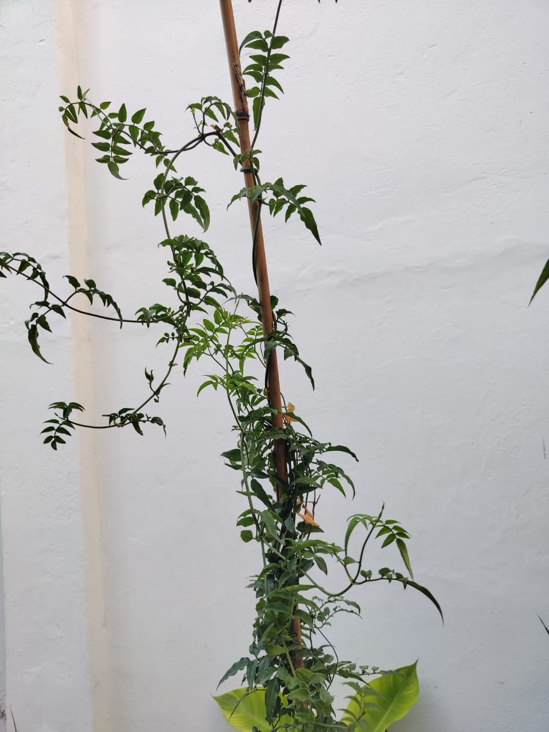Planta Jazmín común- Jasminum Officinale