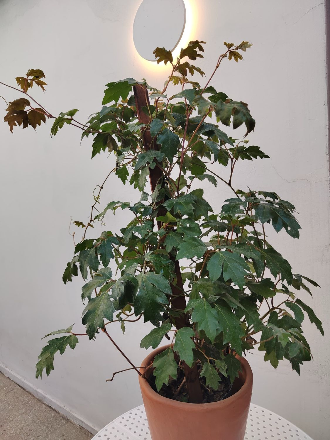 1007 Planta Hiedra Grande 