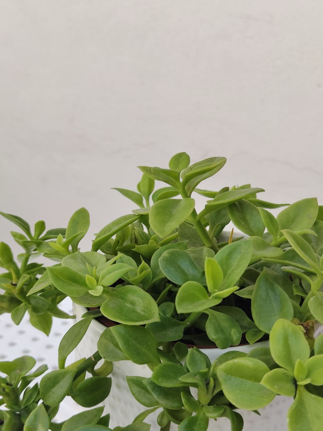 1015 Planta Rocio Escarcha