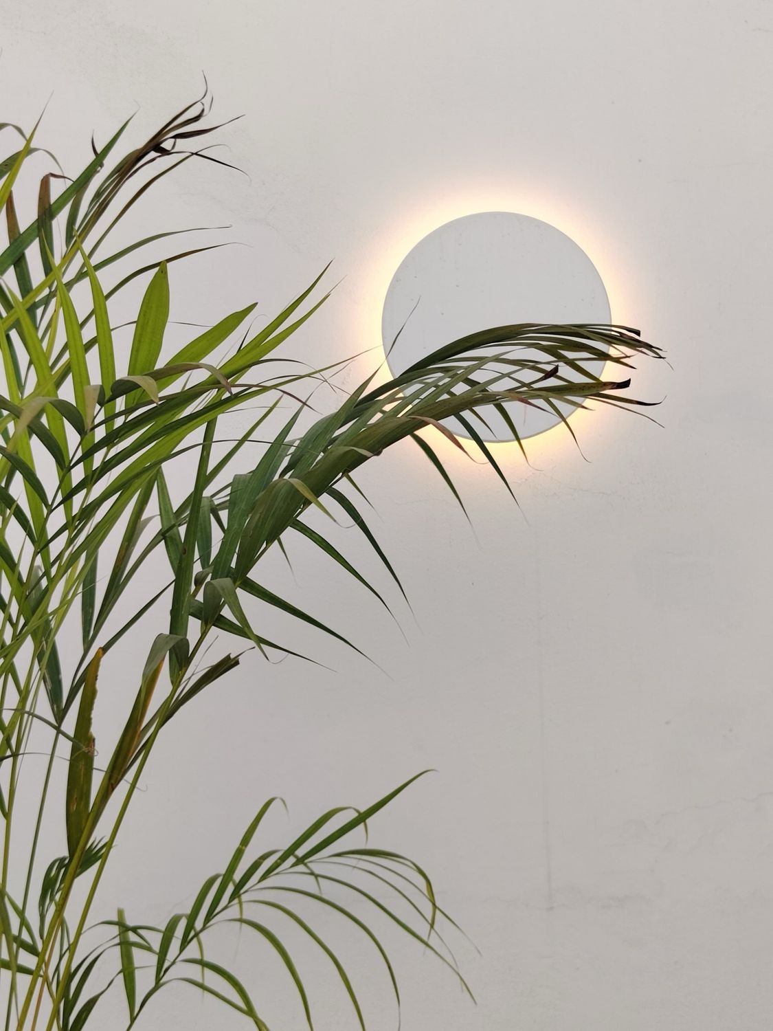 1017 Planta Palmera Areca (grande)