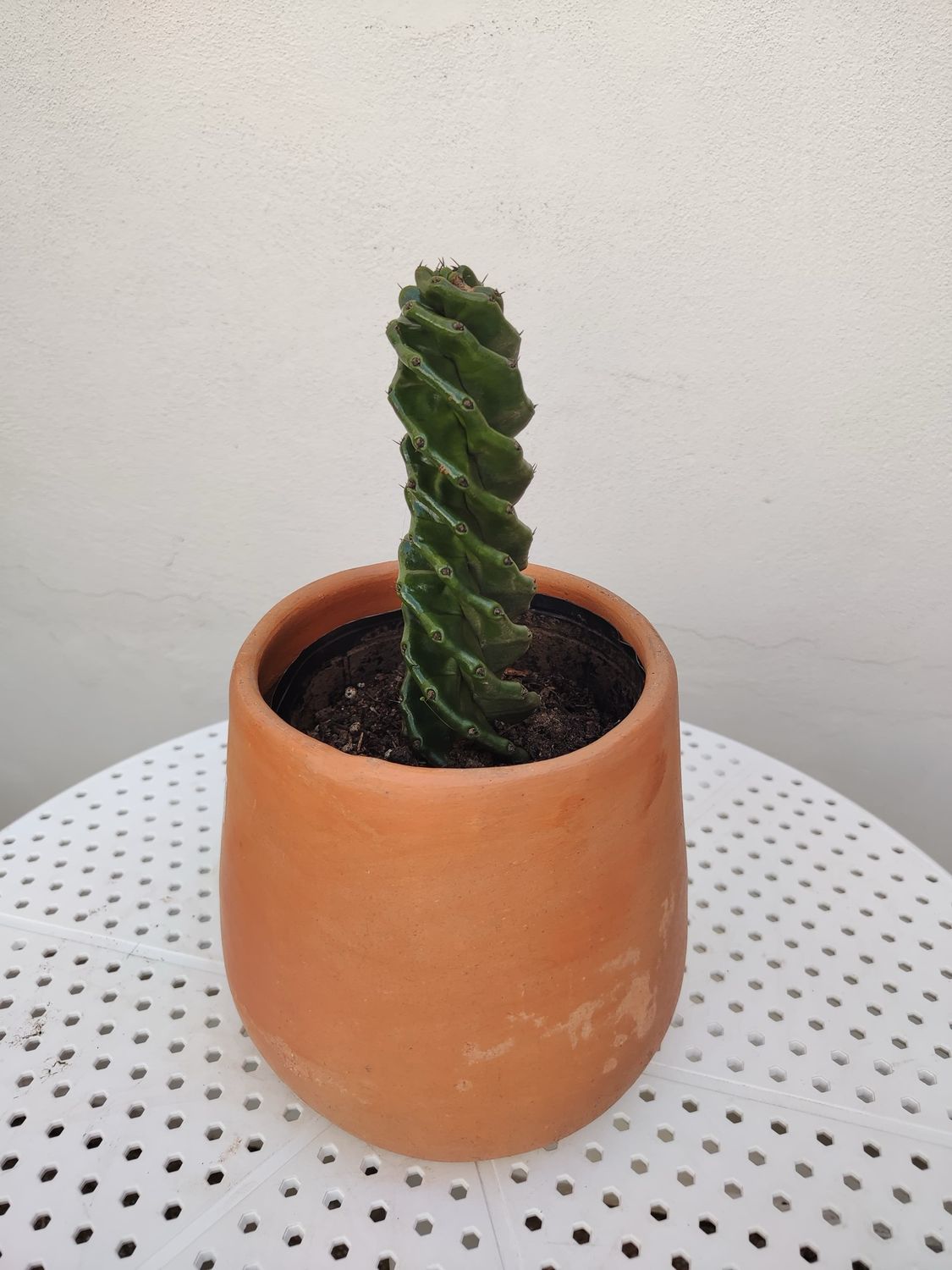 1018 Planta Cactus Espiral