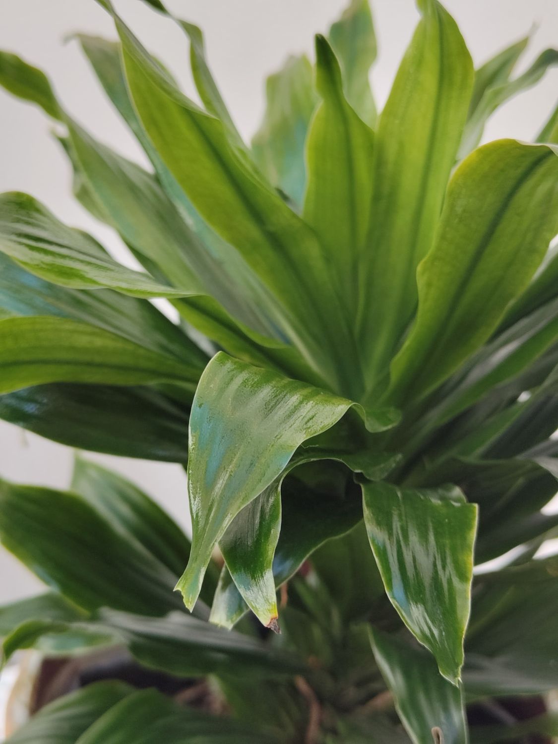 1020 Planta Dracena Compacta