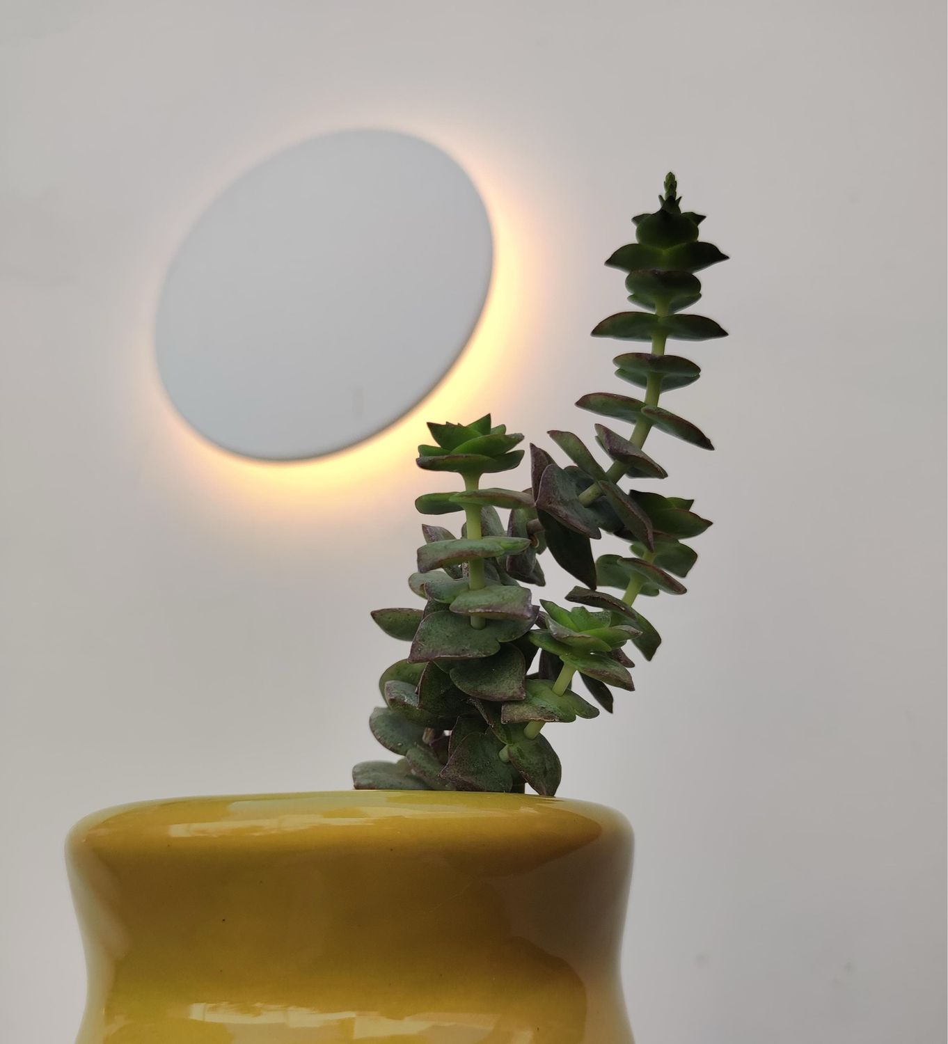 1037 Planta Collar de Botones