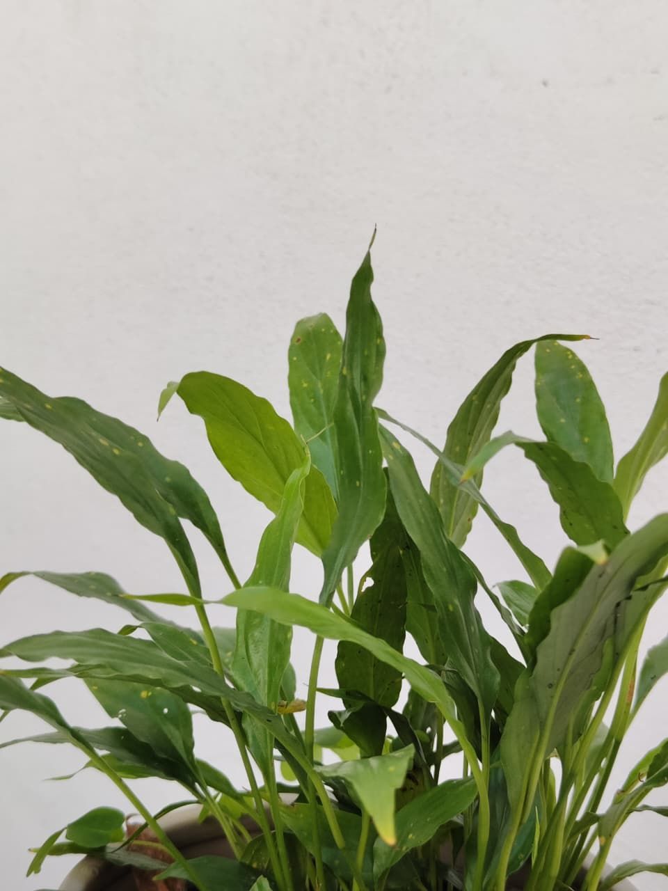 1038 Planta Lili Blanca