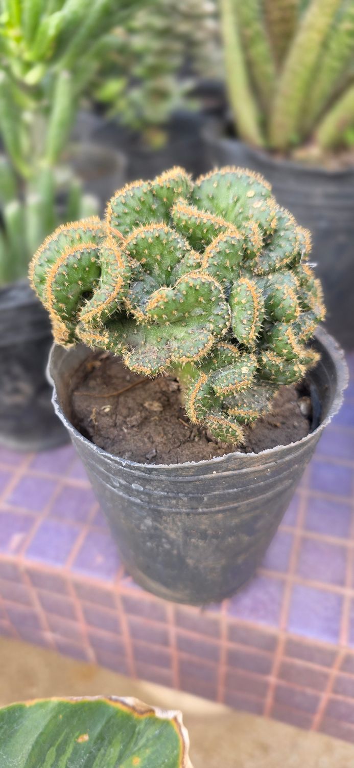 1039 Planta Cactus Cerebro
