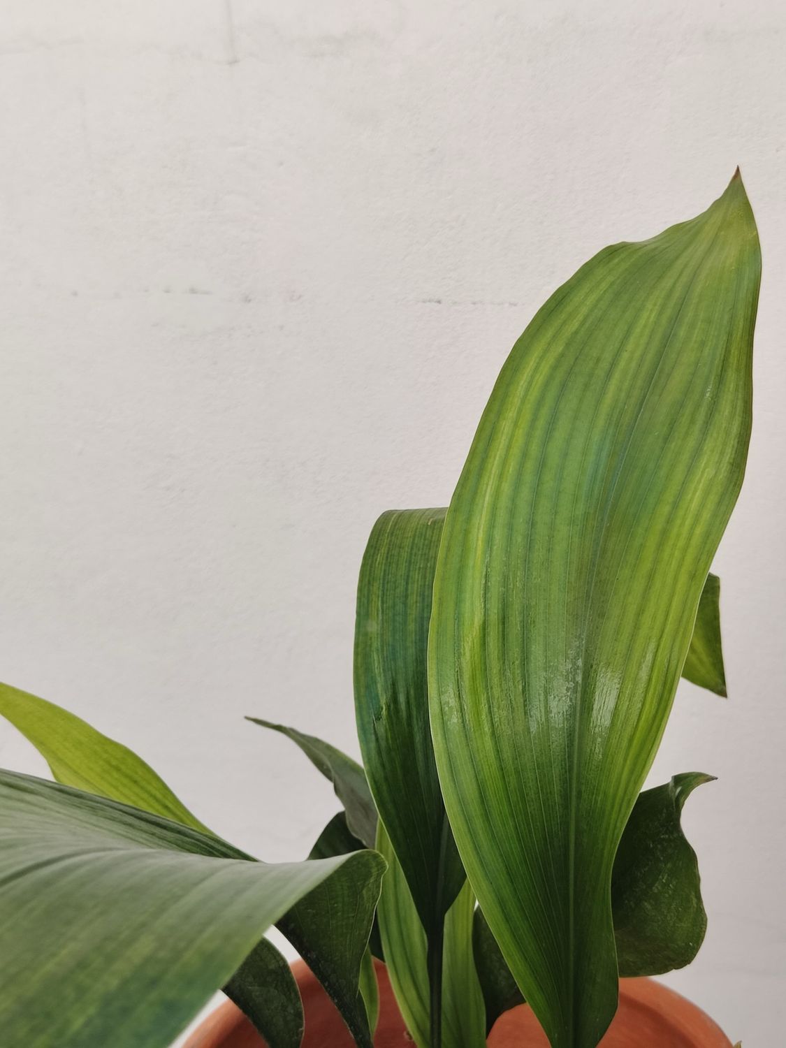 1023 Planta Hierro Fundido