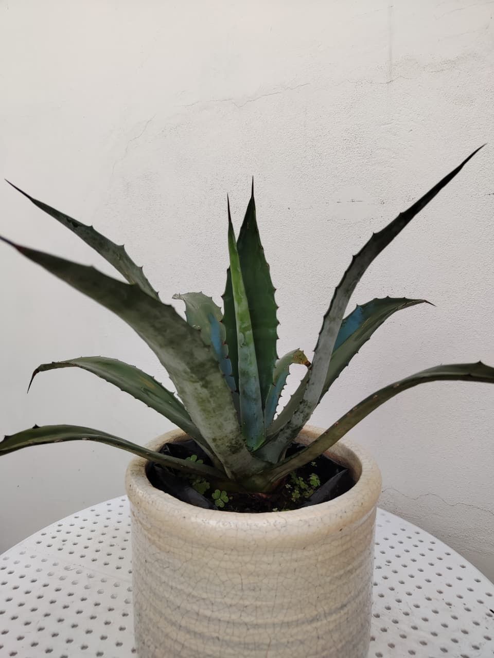 1028 Planta Agave Americana