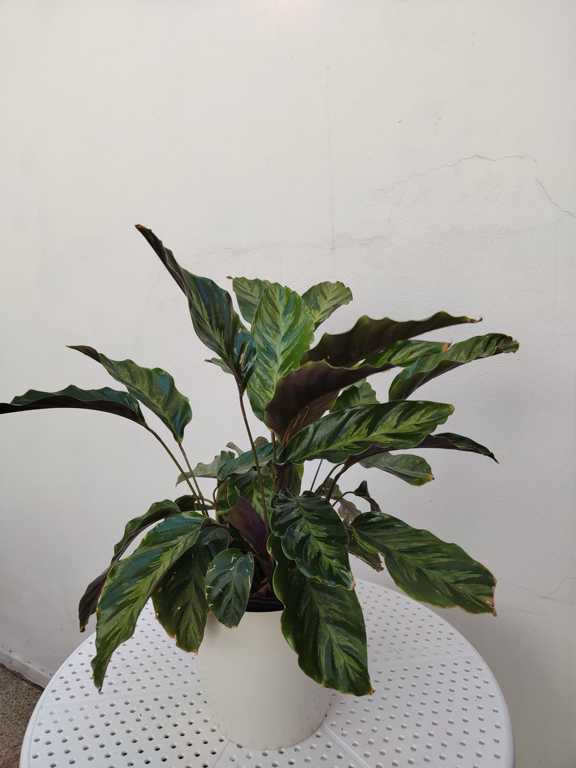 1034 Planta Calathea Louisae