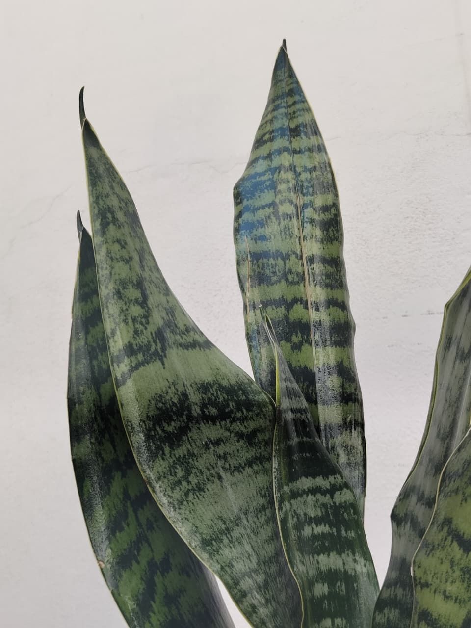 1040  Planta Espada de San Jorge 