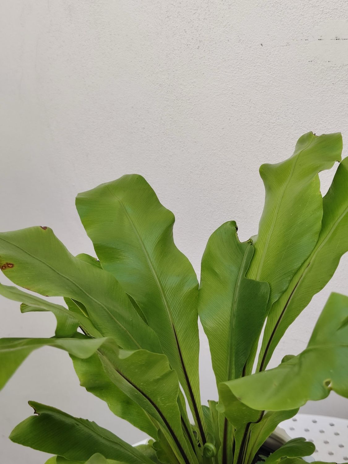 1022 Planta Helecho Nido de Pajaro (Asplenium)
