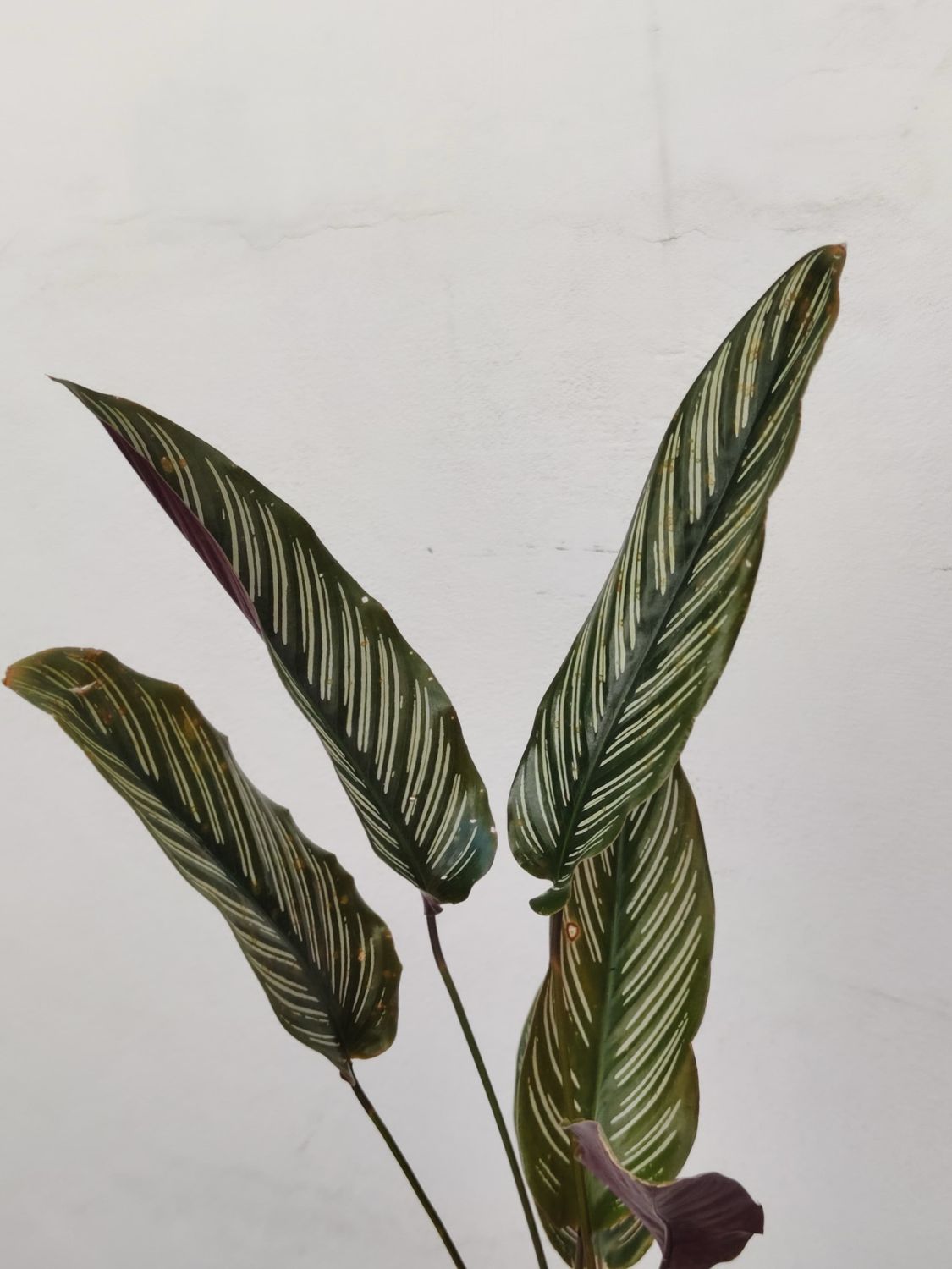 1029 Planta Calathea mil Rayas