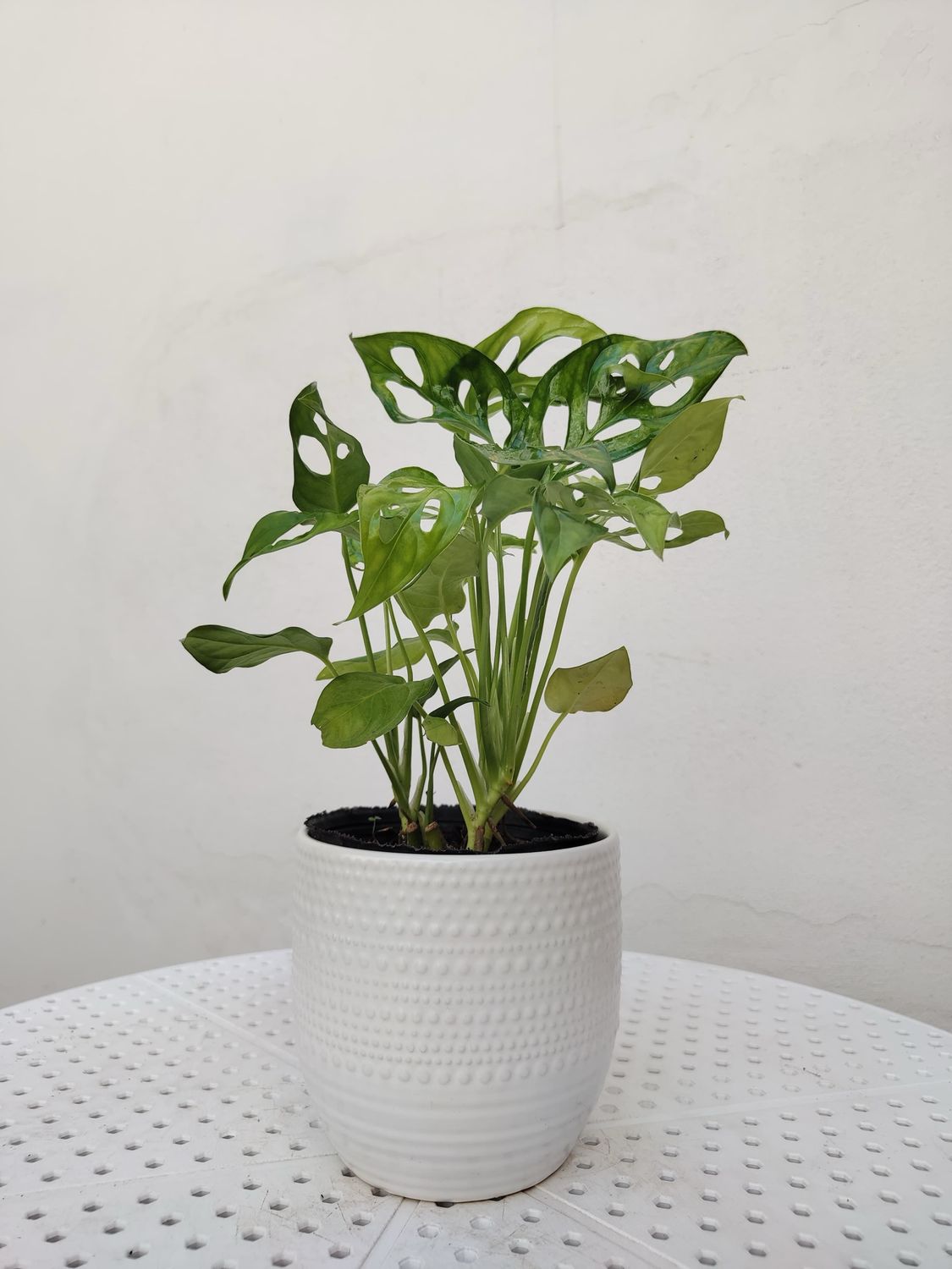 1033 Planta Monstera Calada (perubiano)