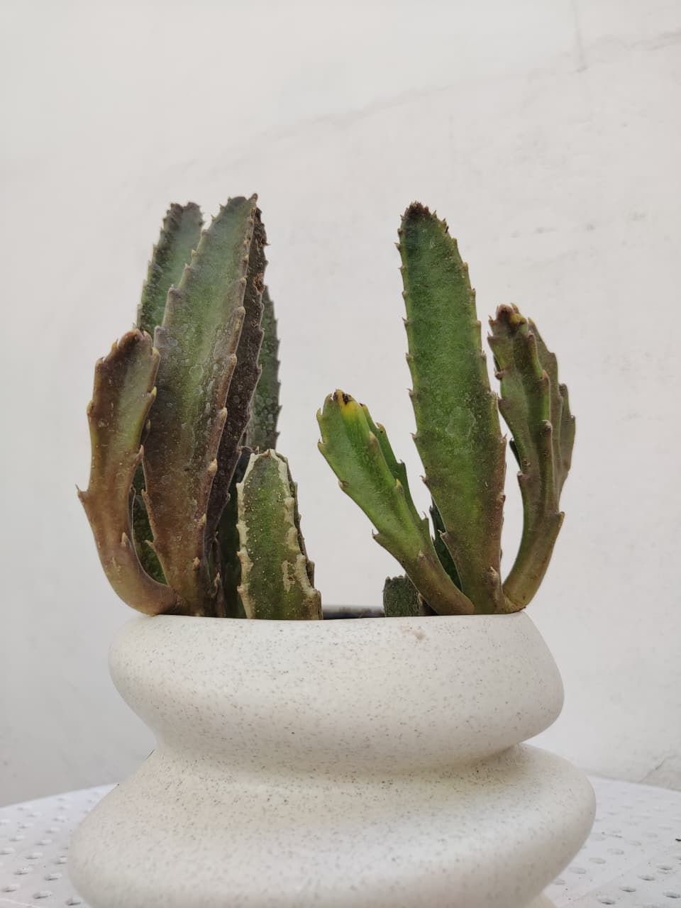 1043 Planta Cactus Flor de Estrella