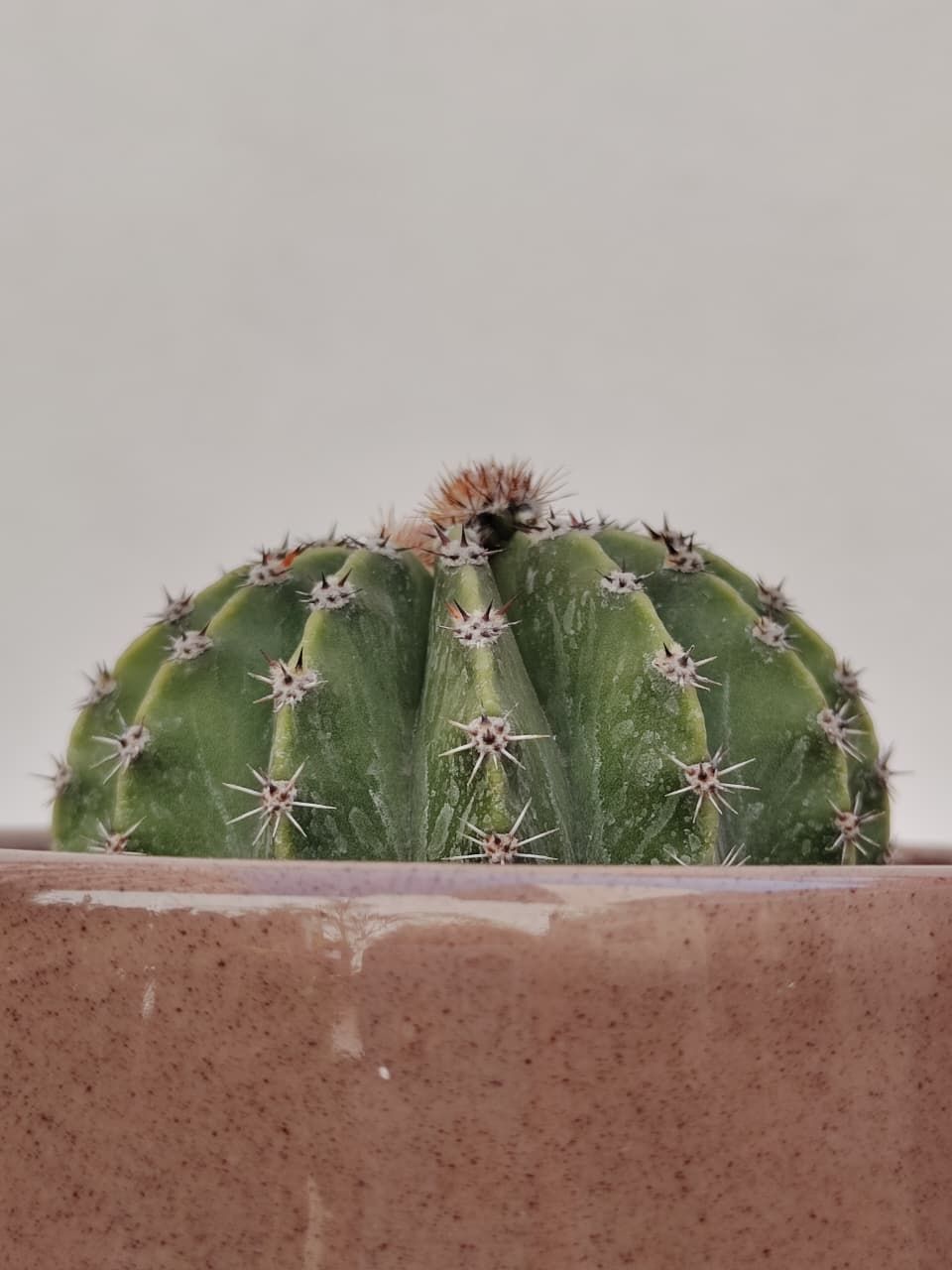 1041 Planta Cactus 