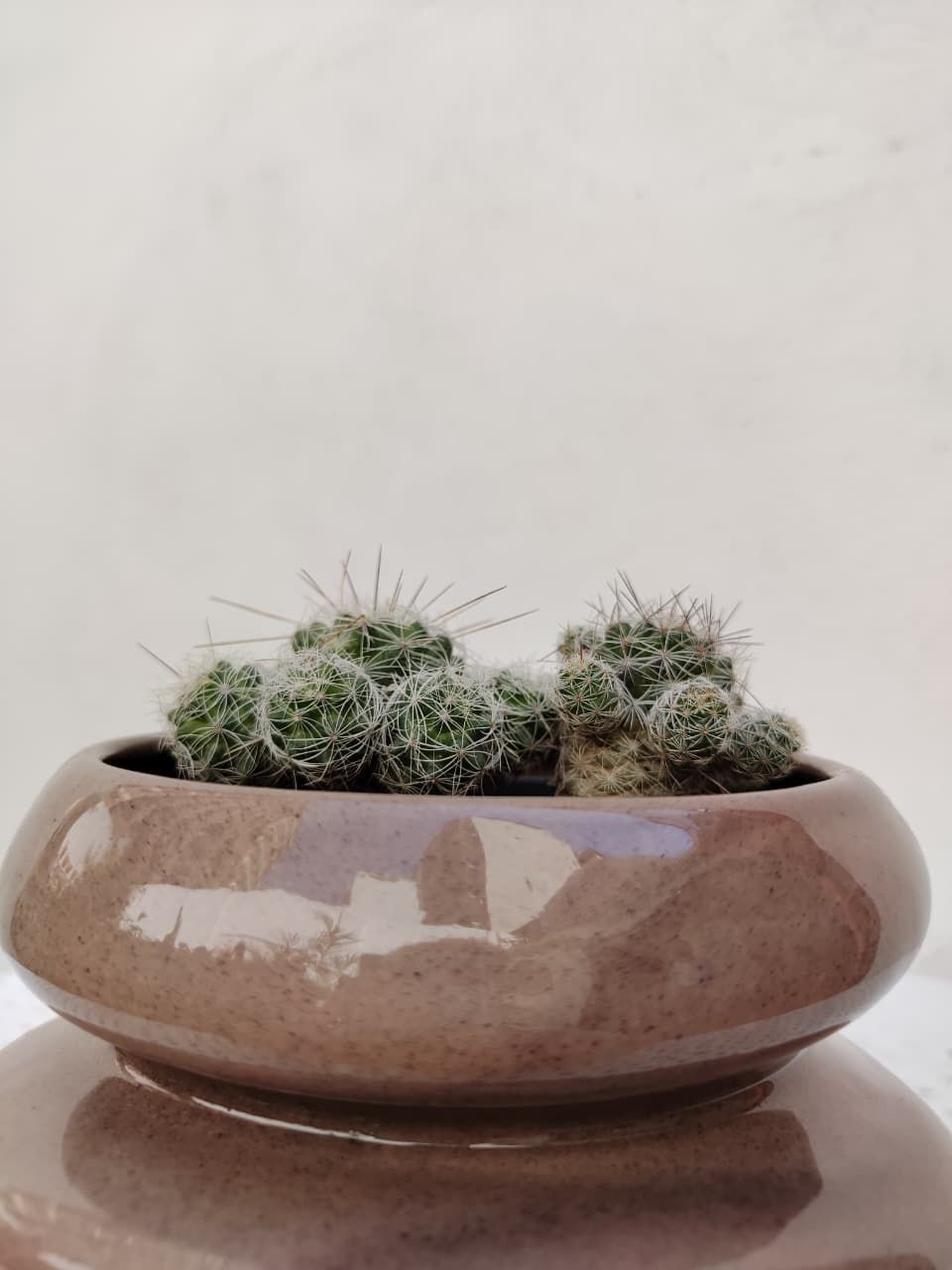 1042 Planta Cactus Oruga