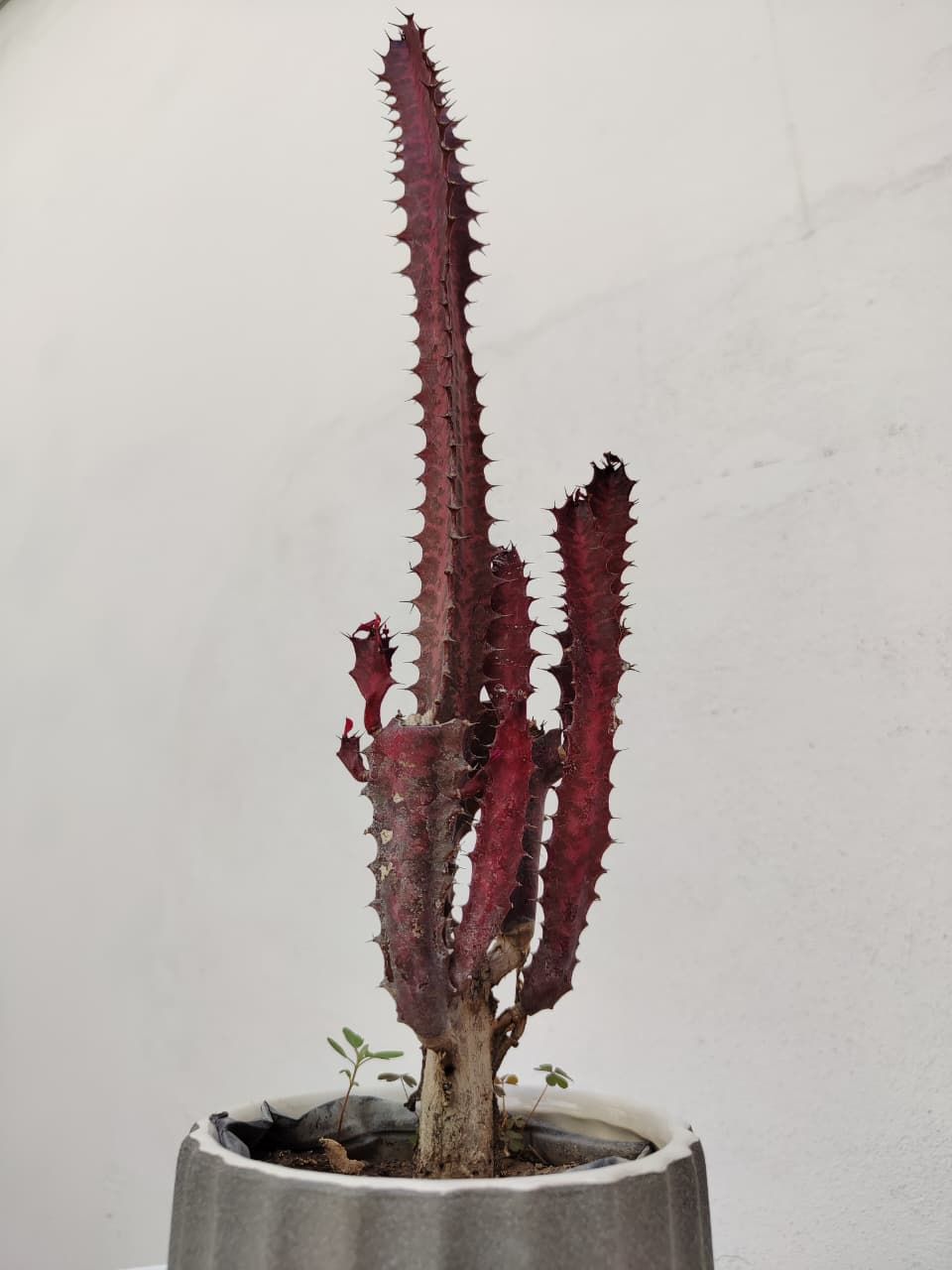 1044 Planta Suculenta