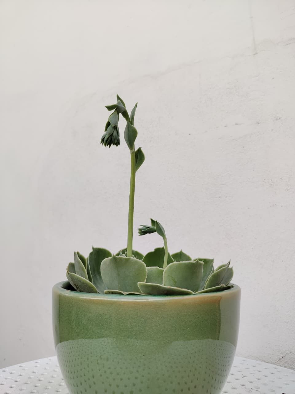 1045 Planta Suculenta De Alabasto