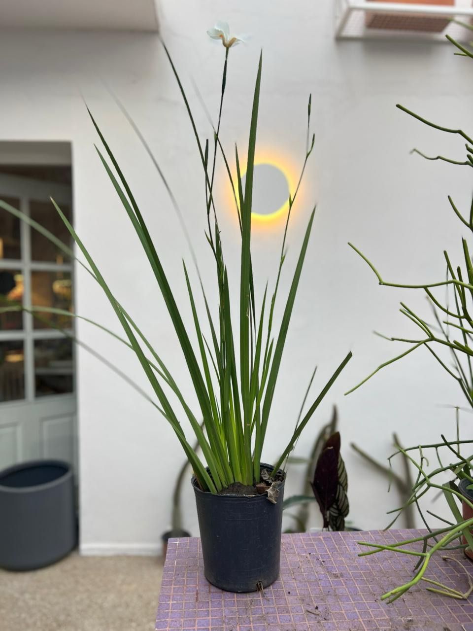 1048 Planta Lirio Dietes