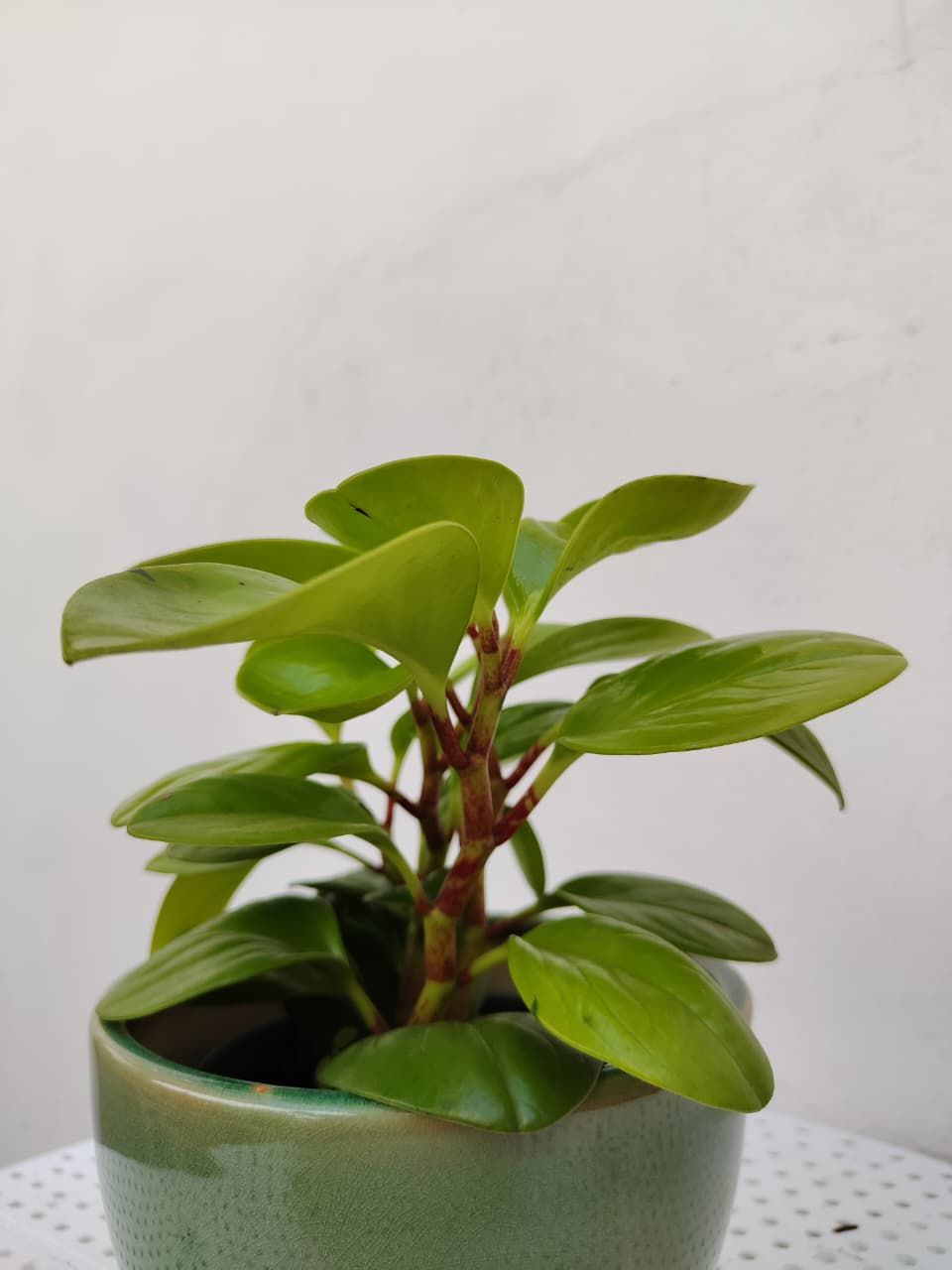 Planta de Caucho