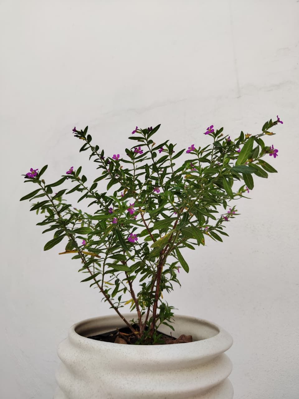 1051 Planta Trueno de venus