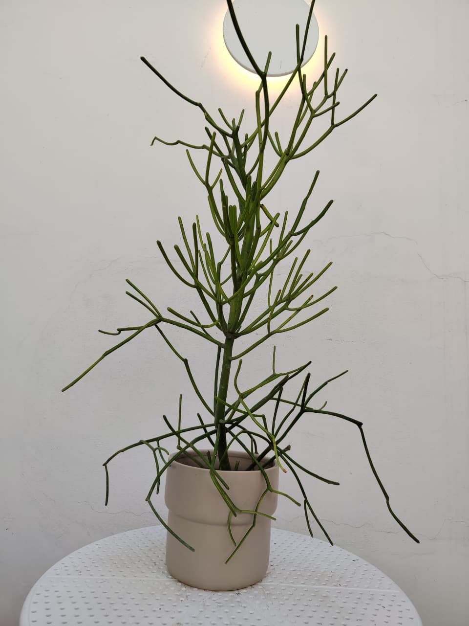 1052 Planta Esqueleto