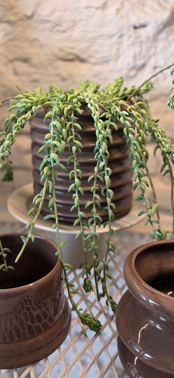 1054 Planta Cola de Burro