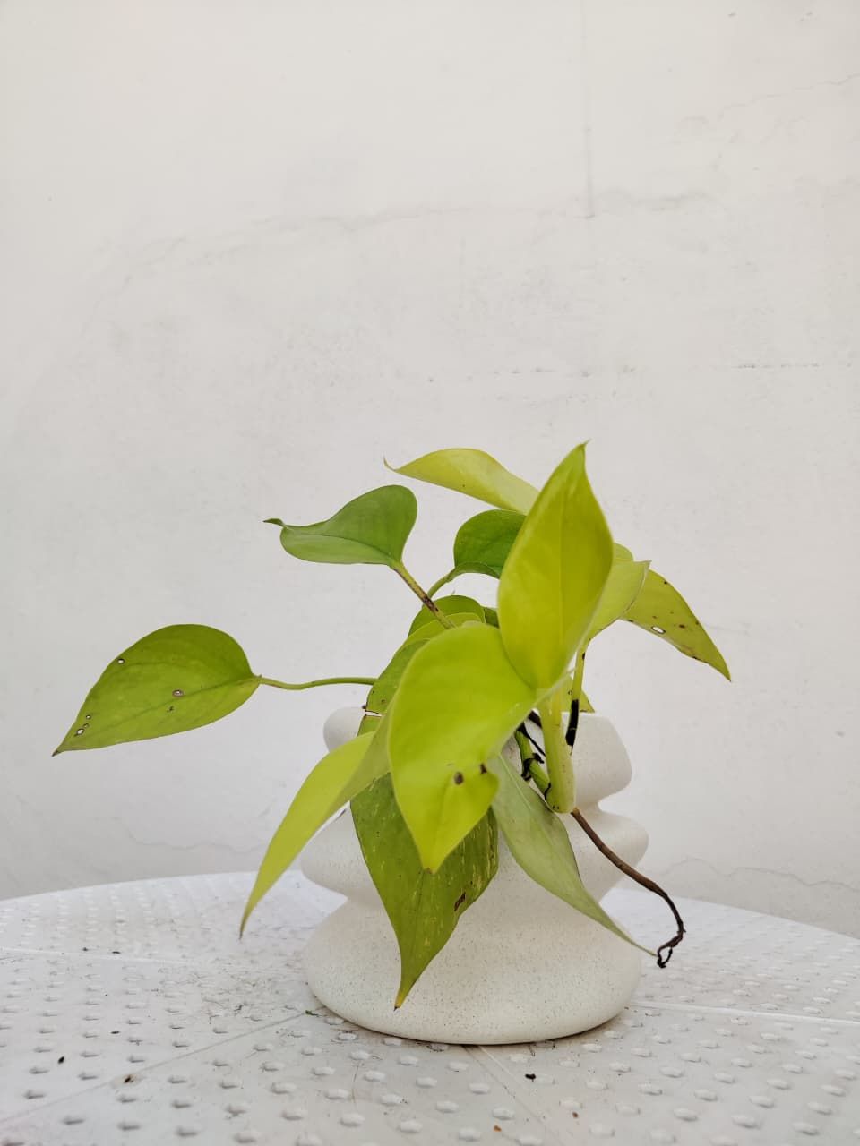 Planta Potus