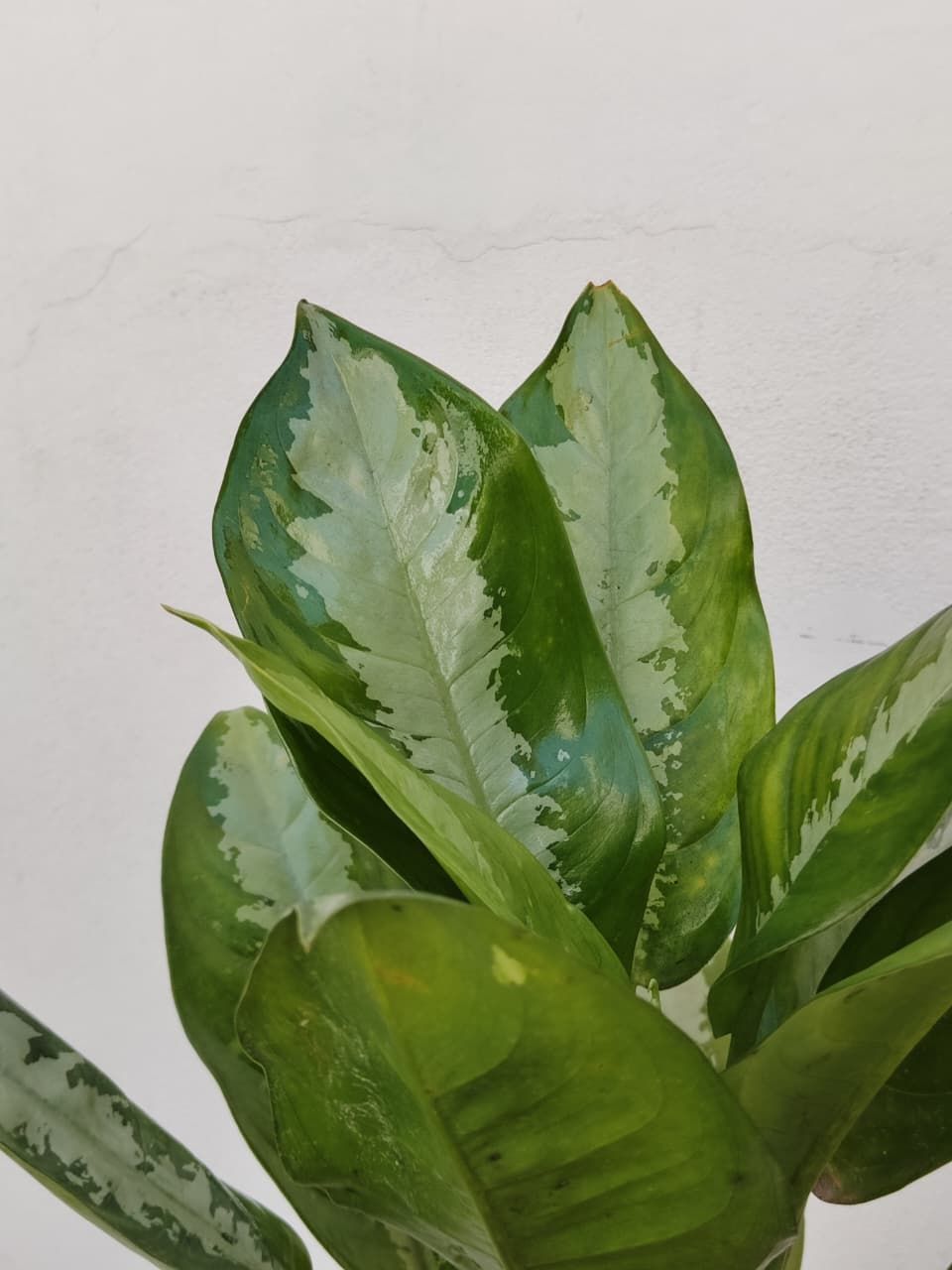 1058 Planta Siempreverde China (Aspelemium)