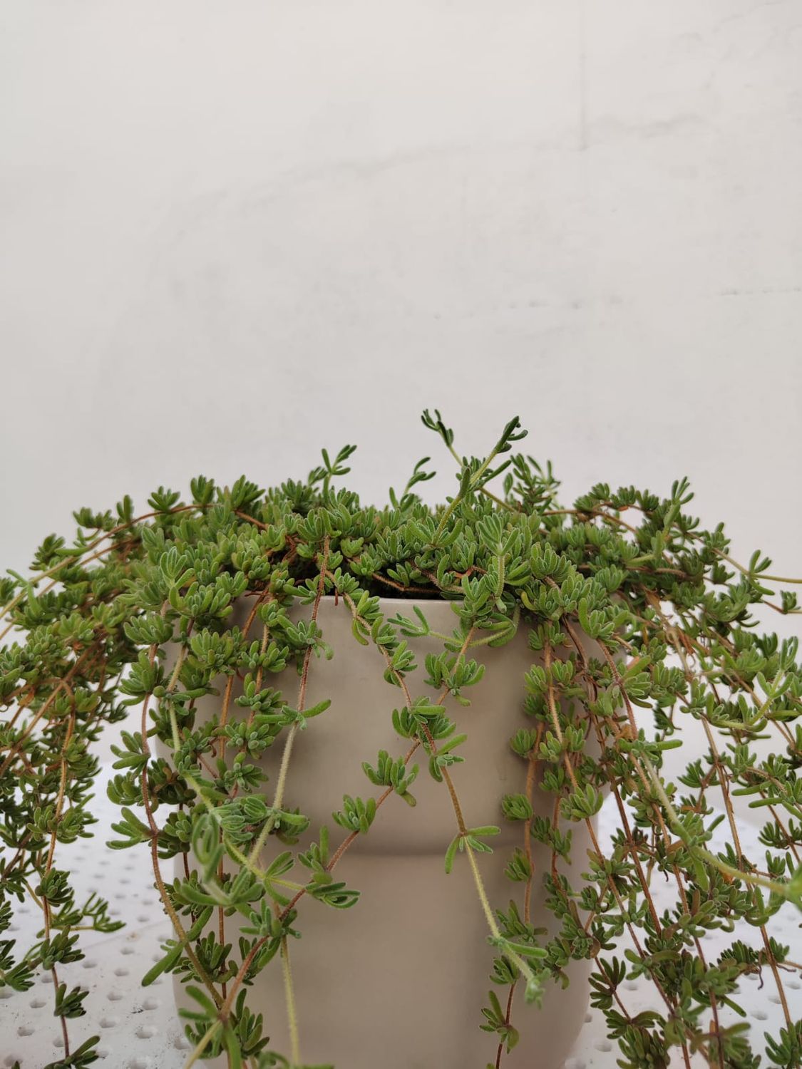 1053 Planta Flor de Mediodía