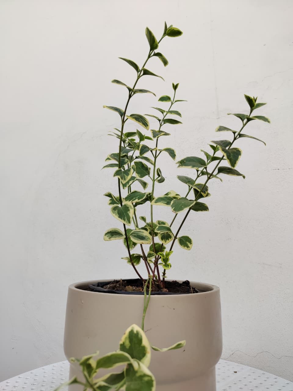 1056 Planta Rastrera Ficus 