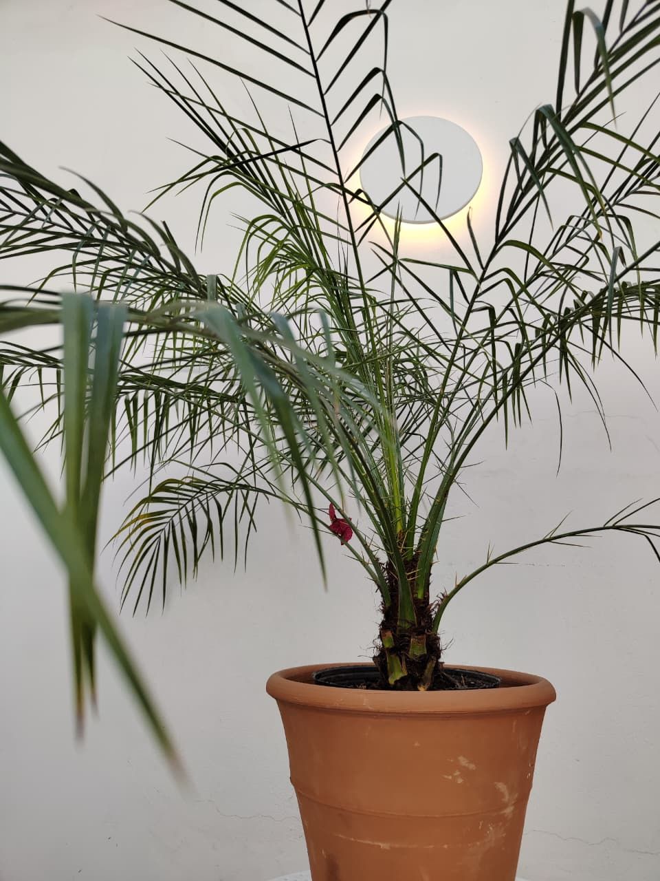 1057 Palmera Enana