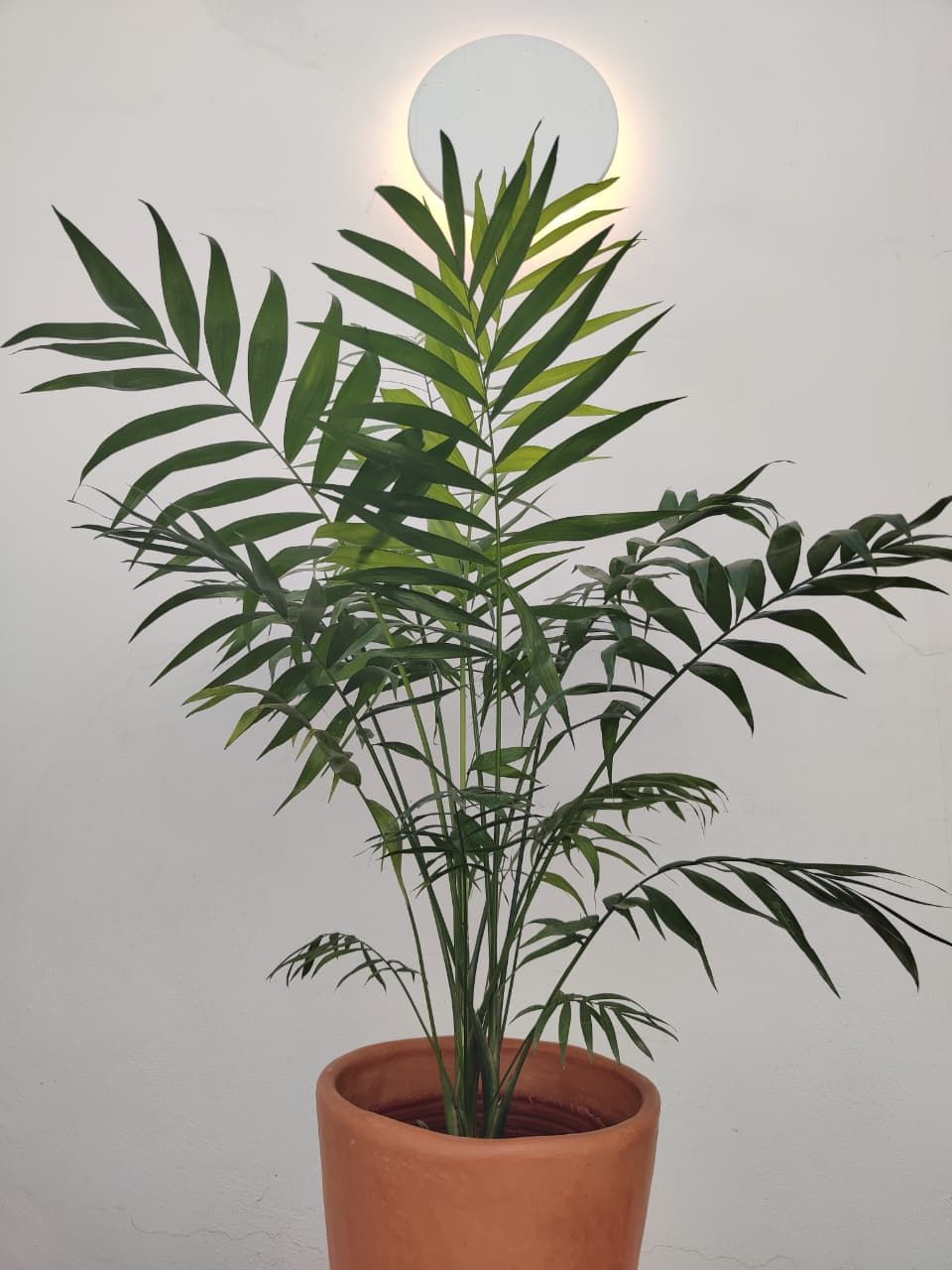 1069 Palmera de salon grande