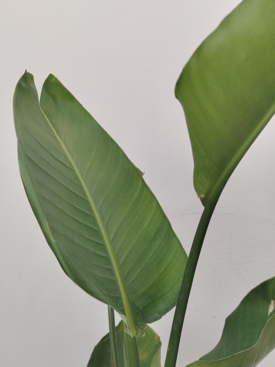 1072 Strelitzia Nicolai