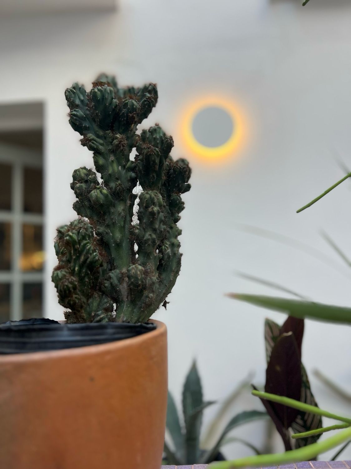 Cactus Mostruoso Cereus repandus