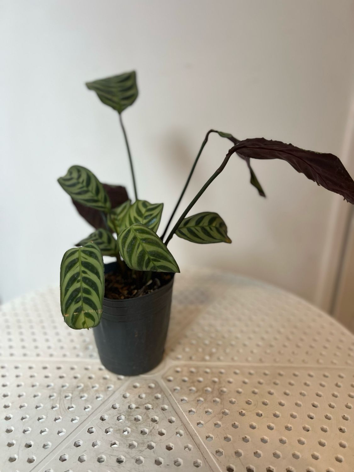 Planta Calathea Tigre