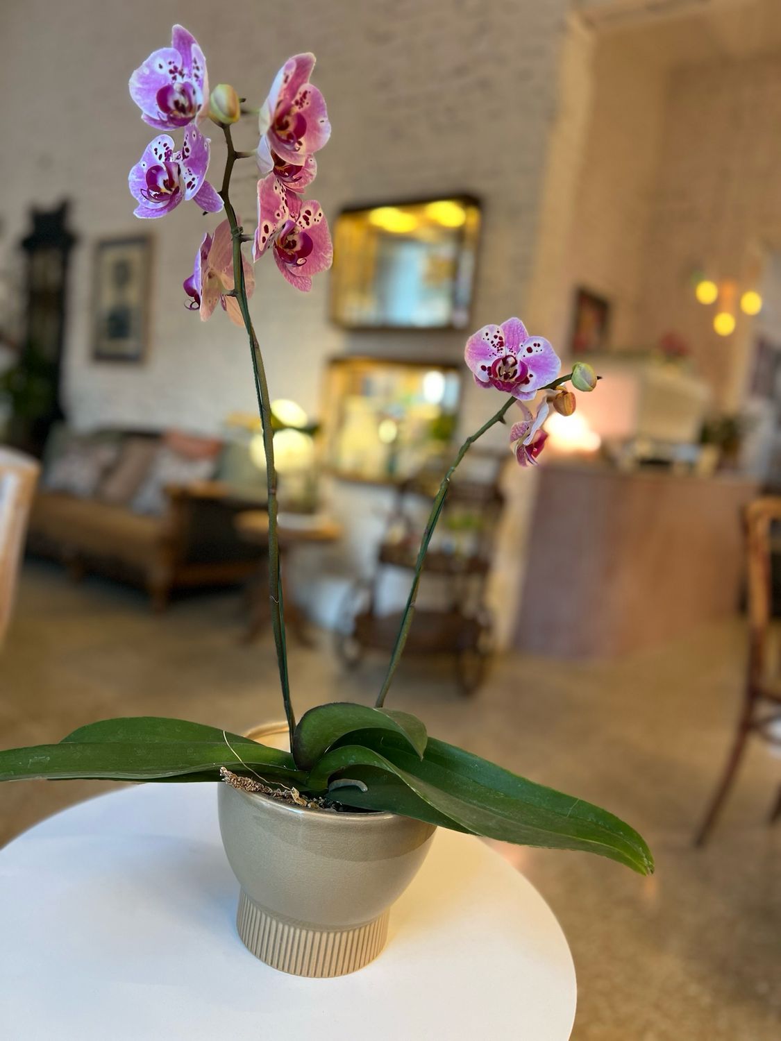 Planta Orquídea