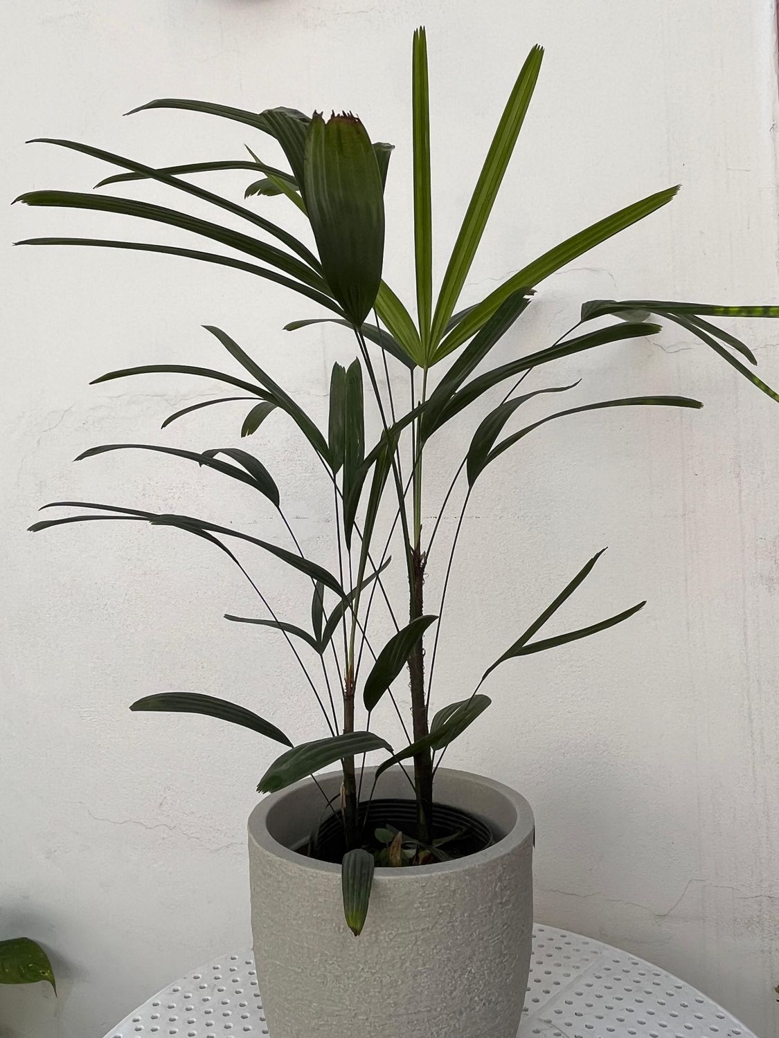 1085 Planta Palmera Bambú o Raphis mediana 