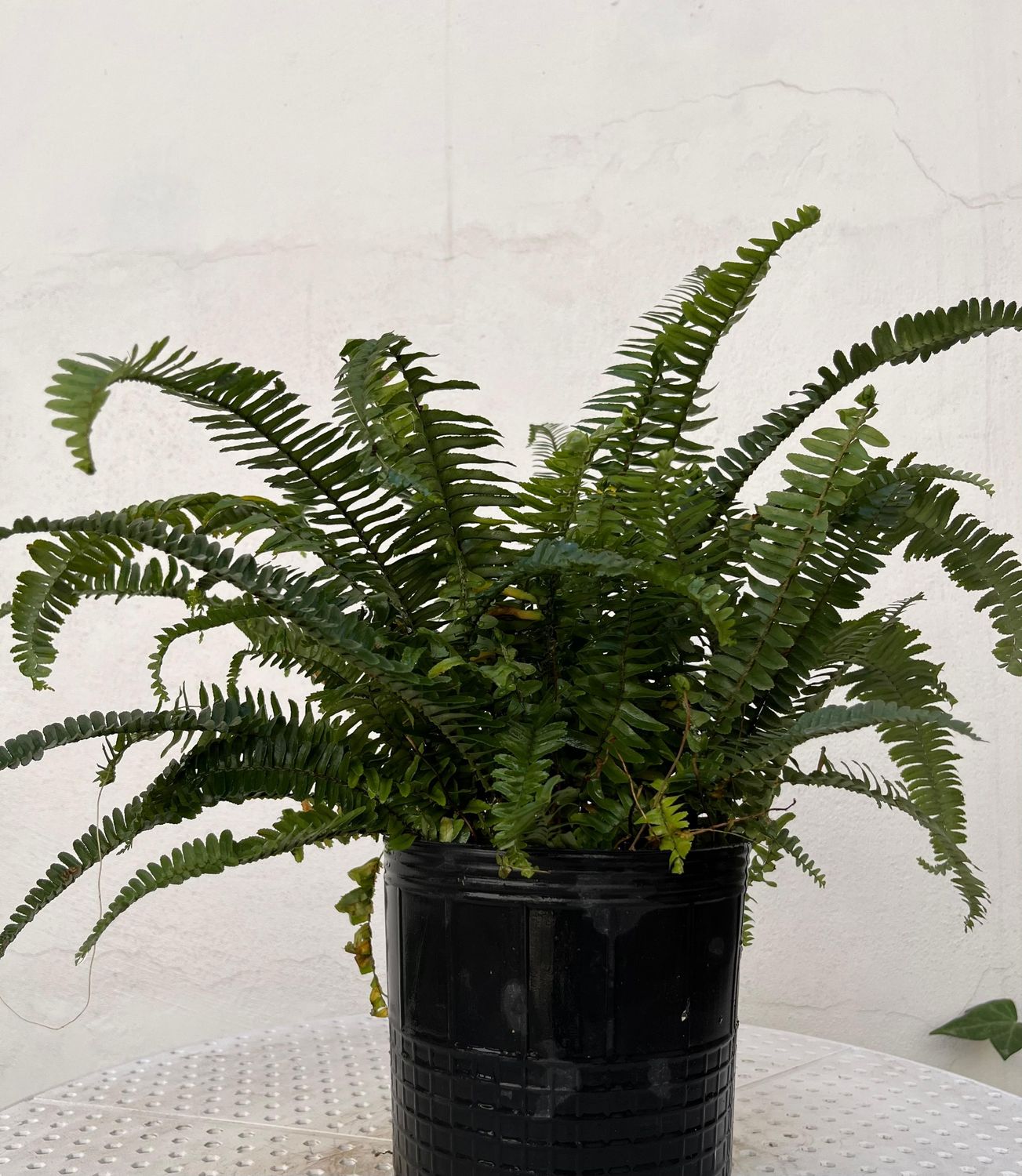 Planta Helecho Espada