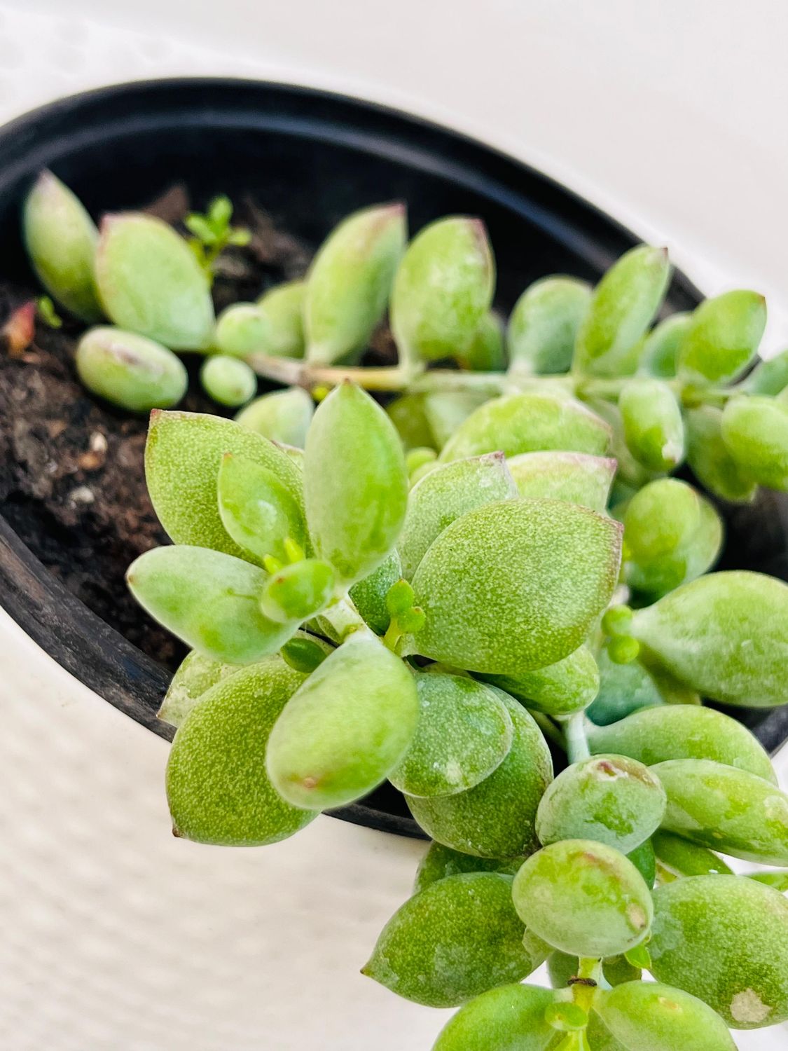 Planta Garrita de Oso