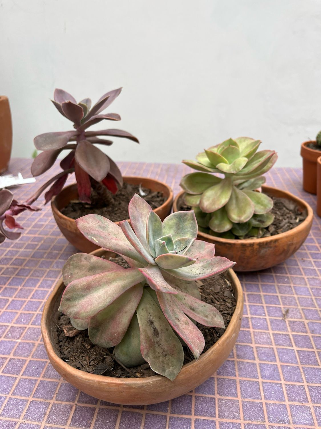 Combo maceta + planta (XL)