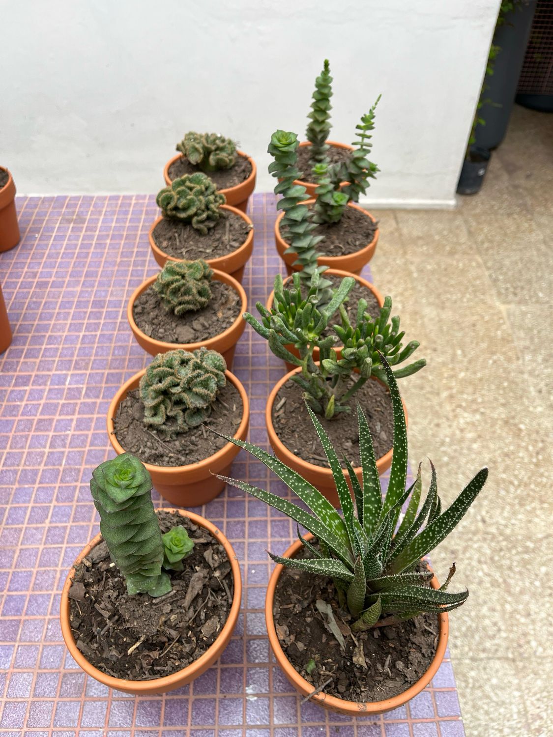 Combo maceta + planta (L)