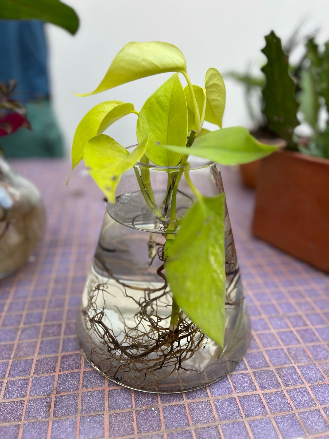 Combo florero cónico grande + planta