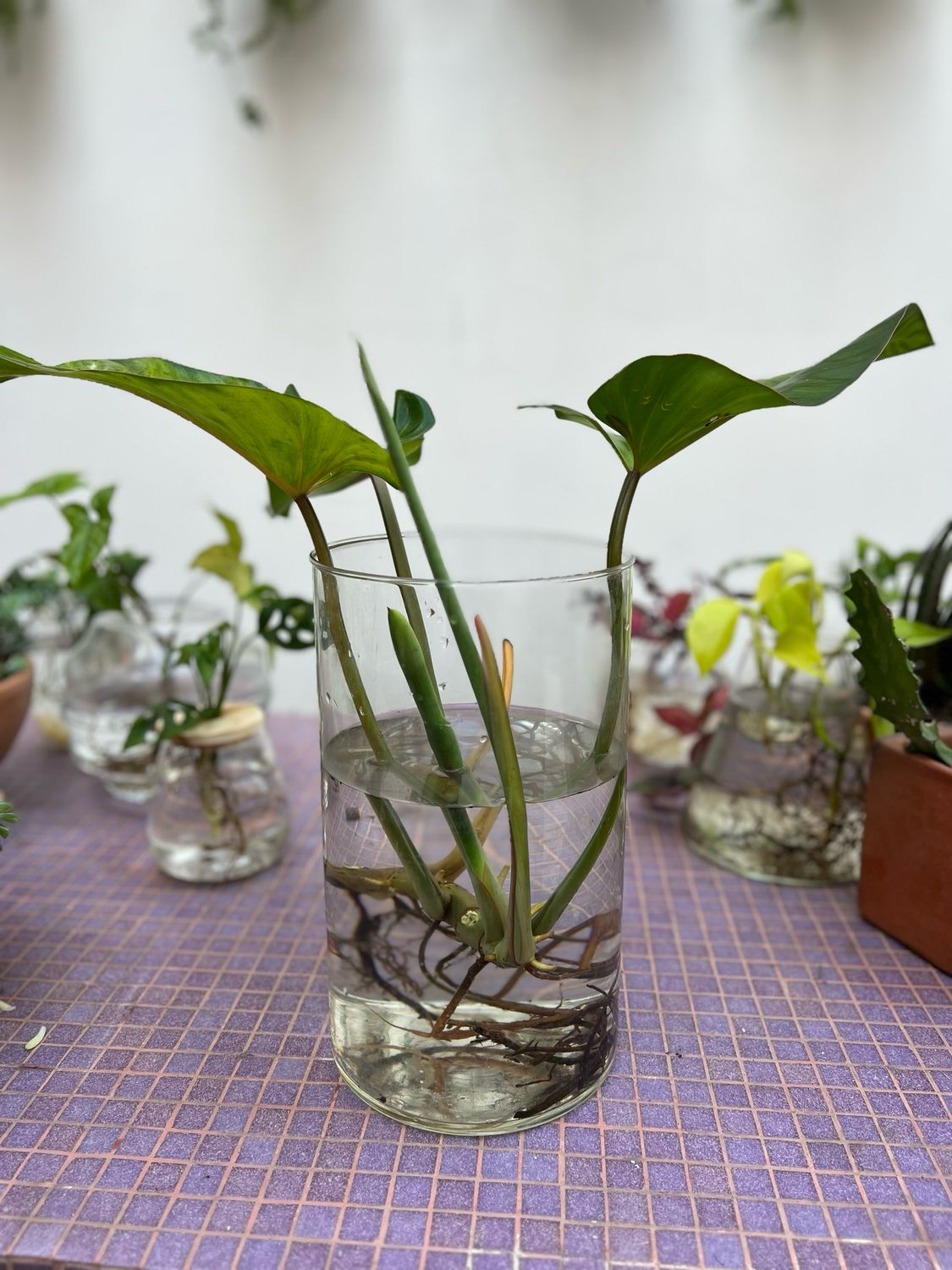 Combo Cilindro Vidrio Grande + Plantas