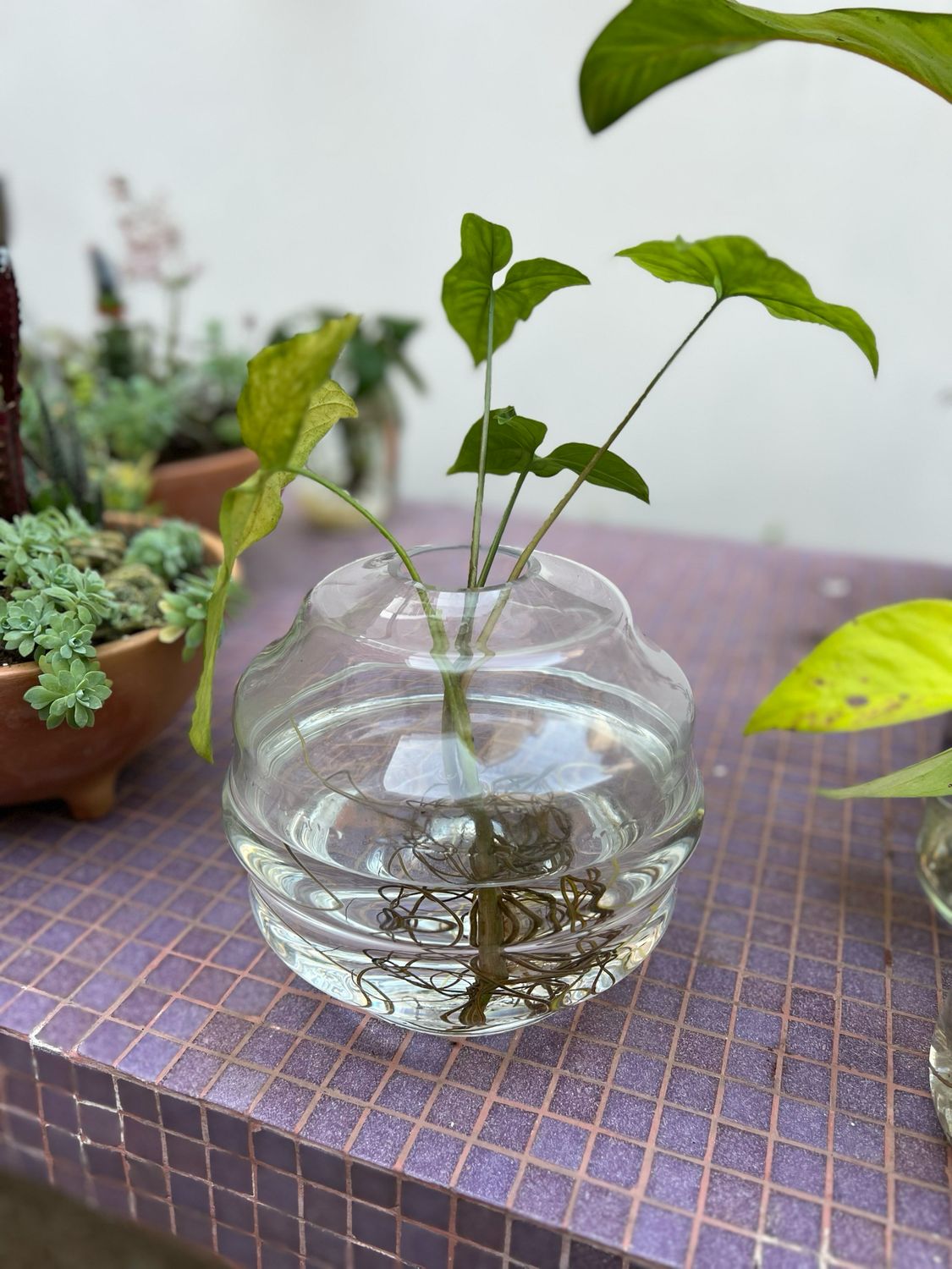 Combo Jarron Emma + Planta