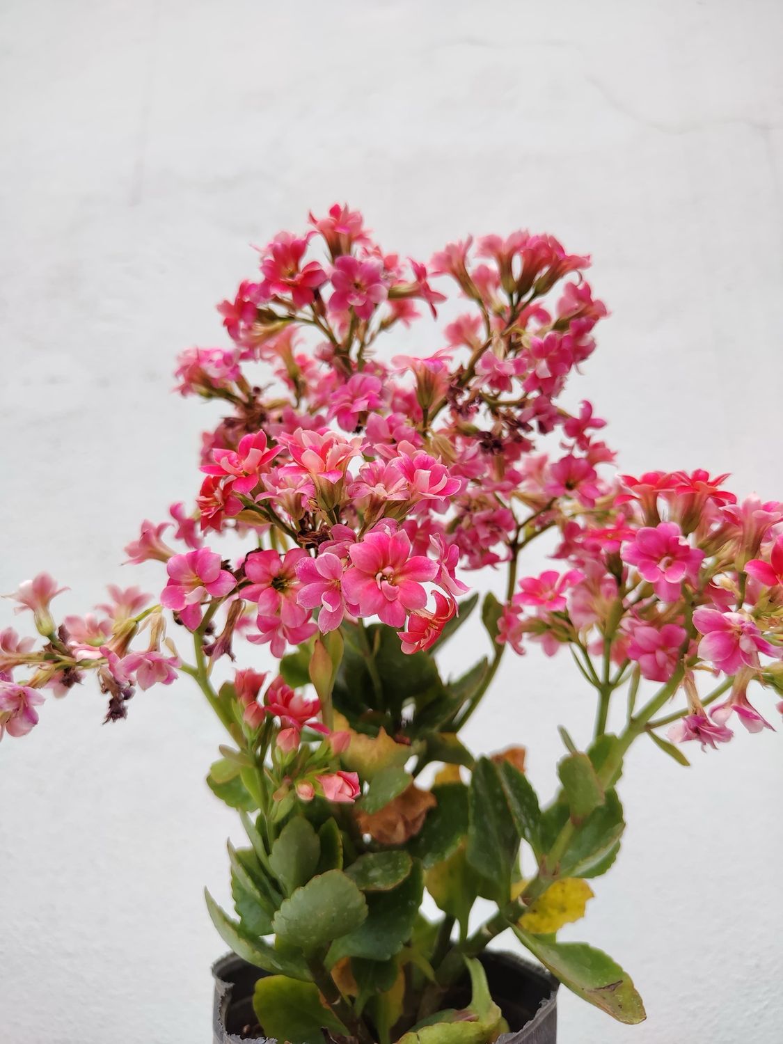 Planta Suculenta Kalanchoe