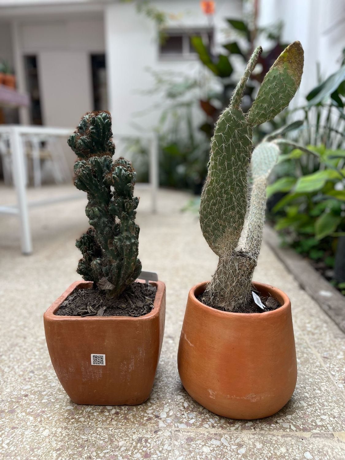 Combo maceta + cactus