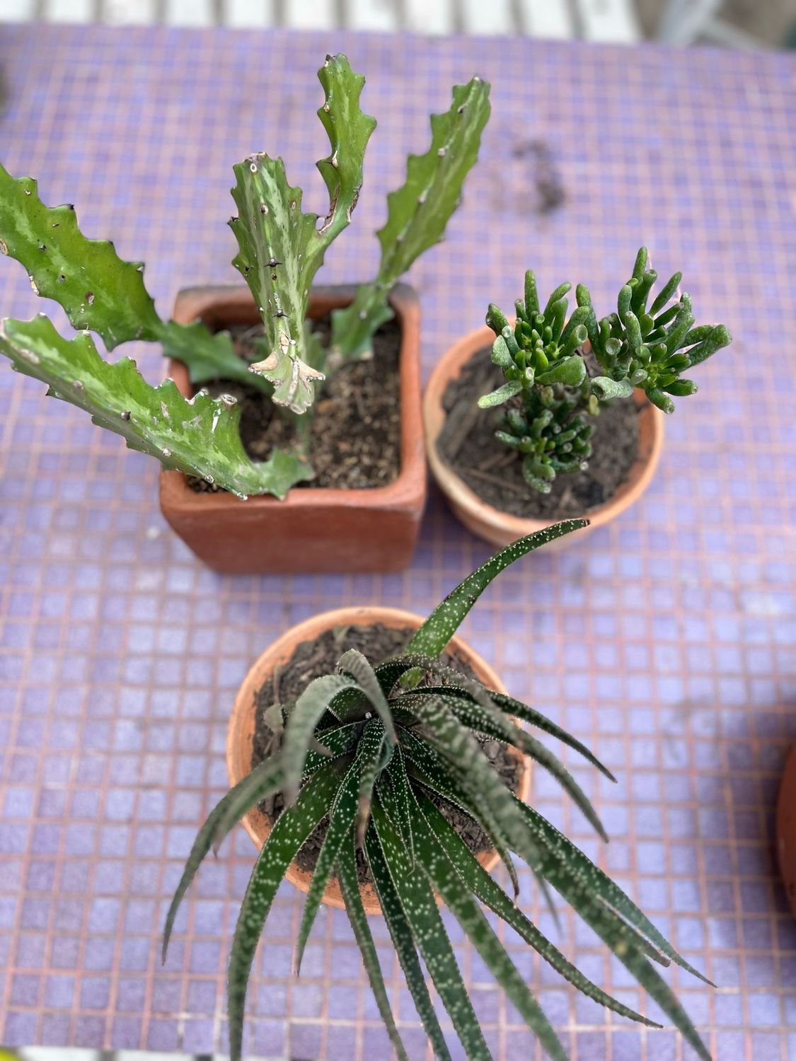Combo maceta + planta