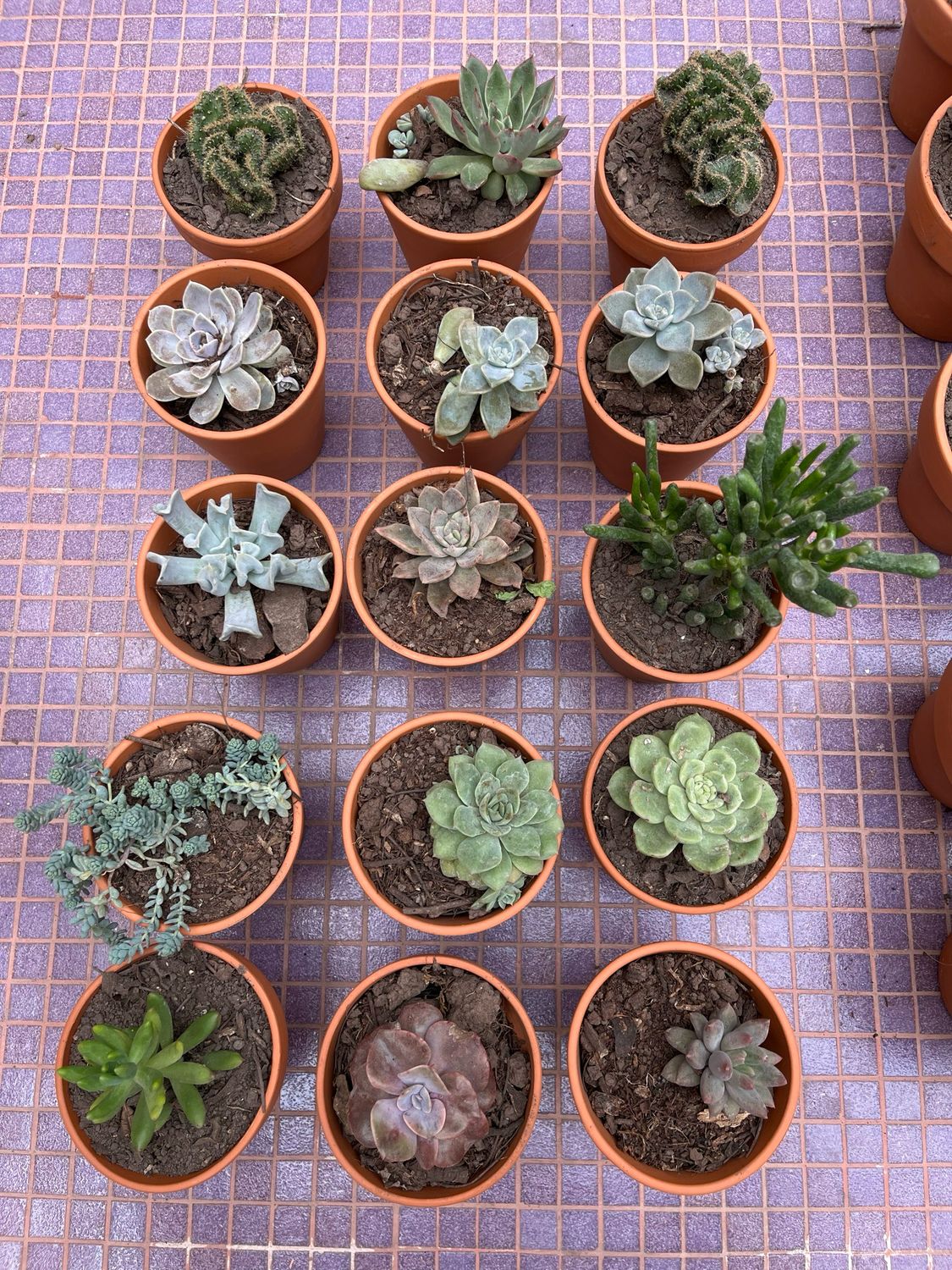 Combo maceta + planta (M)