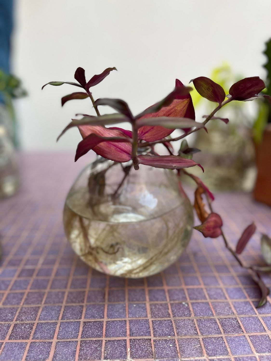 Combo jarron lampedusa + planta