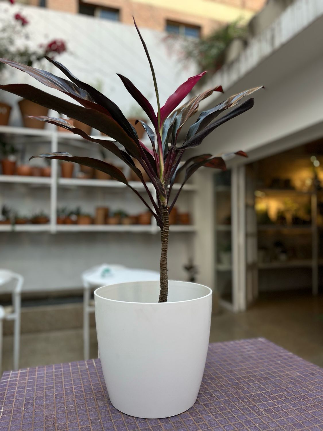 Dracena Cordyline Fruticosa roja